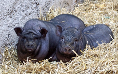 Pareja de cerdos vietnamitas, animal con poblaciones asilvestradas en EspaÃ±a